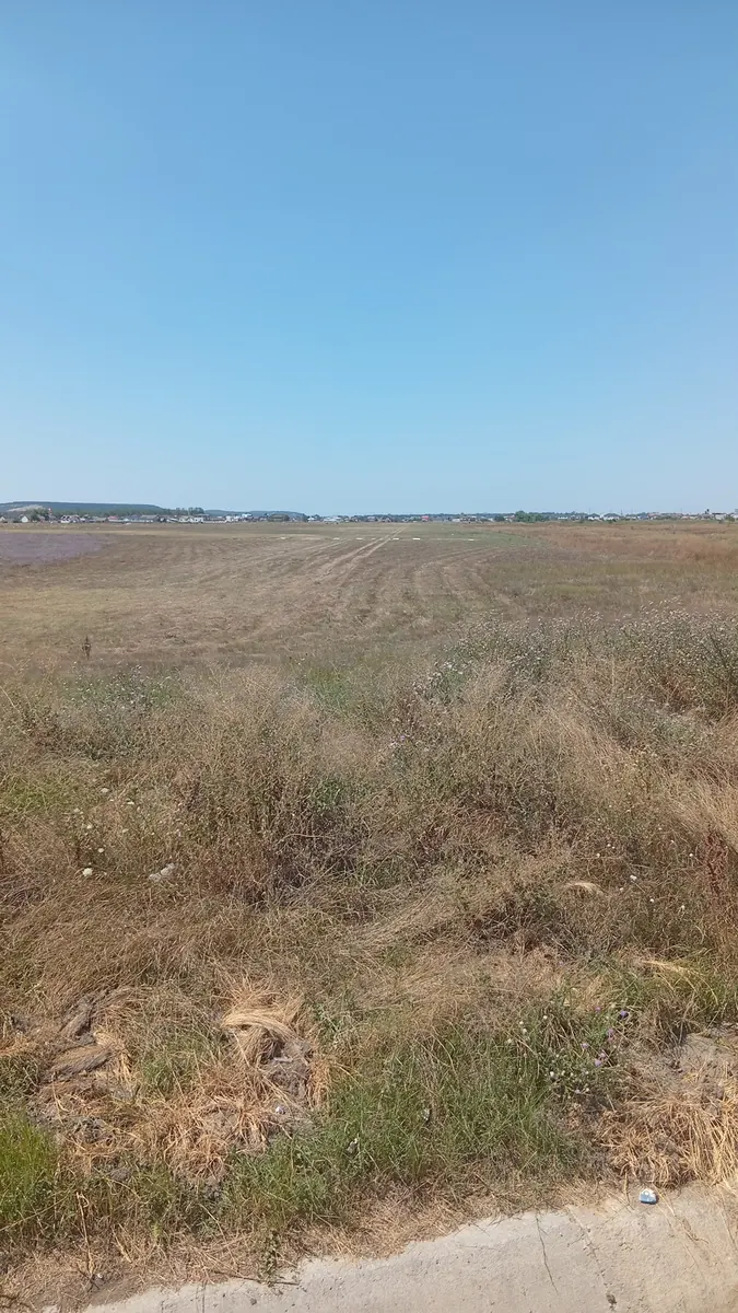 The mown grass strip