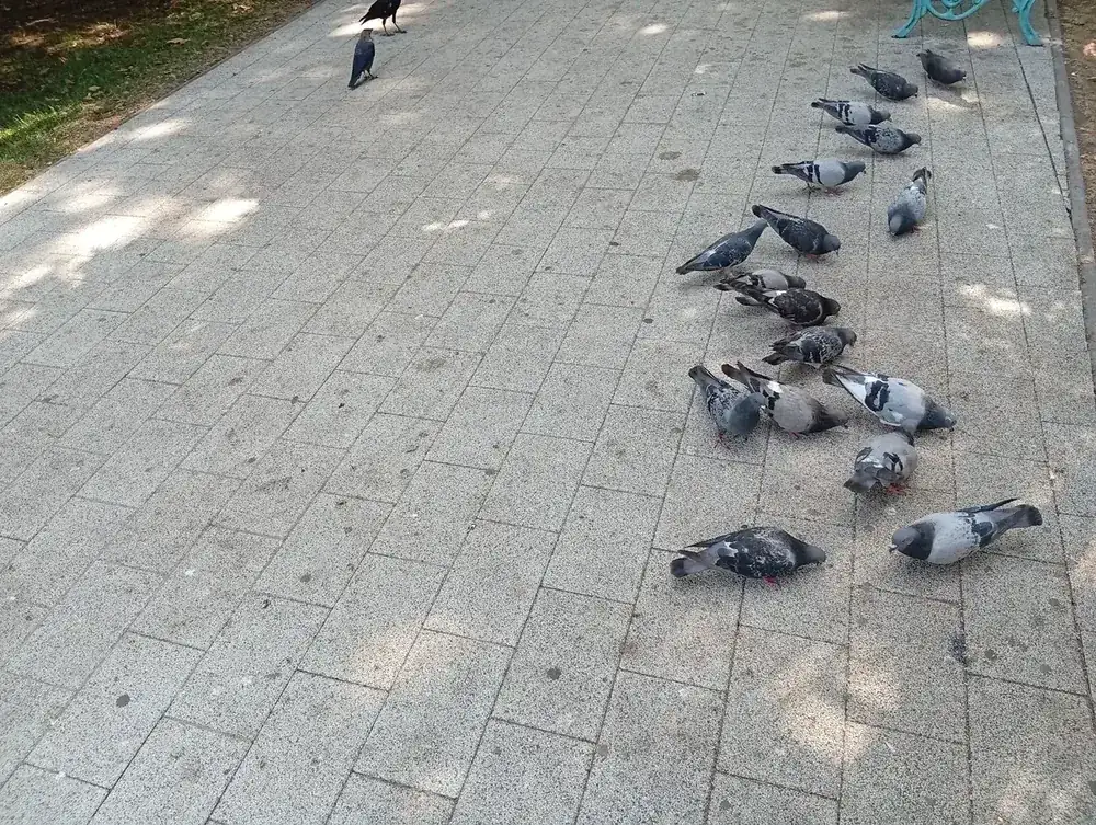 Pigeons on the walk